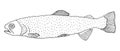 Rainbow trout fish hand drawn isolated. Black and white, contour of fish. Vector illustration Royalty Free Stock Photo