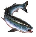 Rainbow trout fish big realistic isolated. Royalty Free Stock Photo