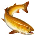 California golden trout delicacy illustration isolate art realistic.