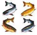 Big set of fish trout isolate illustration art.