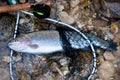 Rainbow trout in landing net Royalty Free Stock Photo