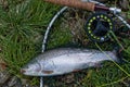 Rainbow trout: fly fishing Royalty Free Stock Photo