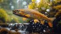 rainbow trout goes to spawn Royalty Free Stock Photo