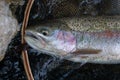 Rainbow trout head Royalty Free Stock Photo