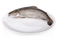 Rainbow trout isolated