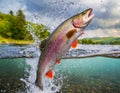 Rainbow trout jumping out of water with splash fish in spring Royalty Free Stock Photo