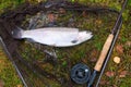 Rainbow trout like a fly fishing trophy Royalty Free Stock Photo