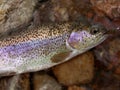 Rainbow Trout Macro