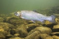 Rainbow trout Oncorhynchus mykiss close-up