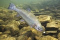Rainbow trout Oncorhynchus mykiss close-up under water