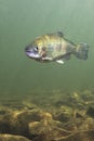 Rainbow trout Oncorhynchus mykiss close-up underwater