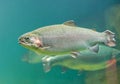 Rainbow trout Oncorhynchus mykiss fish close-up floating under water