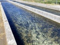 Rainbow trout, Oncorhynchus mykiss, in fish hatchery raceways at Eastern Sierra Nevada Mountains, California Royalty Free Stock Photo