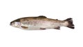 Rainbow trout isolated on white Royalty Free Stock Photo