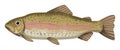 Rainbow trout Royalty Free Stock Photo