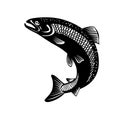 Rainbow Trout Oncorhynchus Mykiss Steelhead Columbia River Redband Trout Jumping Retro Woodcut Black and White Royalty Free Stock Photo