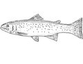 Rainbow trout Oncorhynchus mykiss or steelhead Freshwater Fish Cartoon Drawing Royalty Free Stock Photo