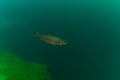 Rainbow trout Oncorhynchus mykiss under water in the natural habitat Royalty Free Stock Photo