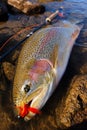 Rainbow trout portrait Royalty Free Stock Photo