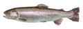 Rainbow trout river fish isolated.