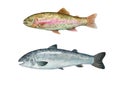 Rainbow trout and salmon watercolor illustration, isolated on white background. Royalty Free Stock Photo