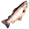 Rainbow trout, salmon fish isolated, watercolor illustration on white Royalty Free Stock Photo