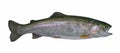 Rainbow trout salmon fish isolated on white background Royalty Free Stock Photo