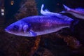 Rainbow trout or Salmon trout - Oncorhynchus mykiss, close-up in aquarium Royalty Free Stock Photo