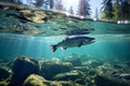 Rainbow trout, Salmon trouts swimming in the river Royalty Free Stock Photo