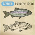 Rainbow Trout Sketch Or Coastal Redband Fish