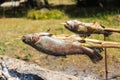 Rainbow Trout on Sticks Cooked Above Live Coal