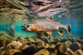 Rainbow trout swimming in the deep water.