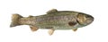 Rainbow trout swimming, isolated