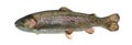 Rainbow trout swimming, isolated