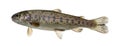 Rainbow trout swimming, isolated