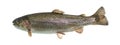 Rainbow trout swimming, isolated