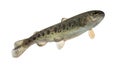 Rainbow trout swimming, isolated