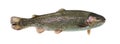 Rainbow trout swimming, isolated