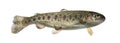 Rainbow trout swimming, isolated