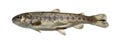 Rainbow trout swimming, isolated