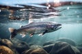 Rainbow trout swimming in the ocean Royalty Free Stock Photo