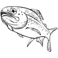 Rainbow Trout Vector Illustration