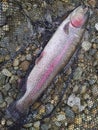 Rainbow trout Royalty Free Stock Photo