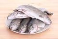 Rainbow trouts Royalty Free Stock Photo