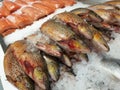 Rainbow trouts and salmon steaks over ice. Fish market Royalty Free Stock Photo