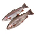 Rainbow trouts Royalty Free Stock Photo