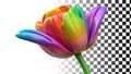 Rainbow tulip, colorful tulip, vibrant flower, spring tulip, rainbow bloom png transparent image Generative AI Royalty Free Stock Photo