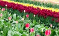 A rainbow of tulip stripes in pink, burgundy, red, yellow, and white Royalty Free Stock Photo