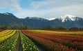 Rainbow of tulips Royalty Free Stock Photo