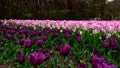 A rainbow of Tulips, Discover the Colors and Meanings of these Wonderful Flowers